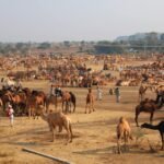 Chandrabhaga Fair in Jhalrapatan