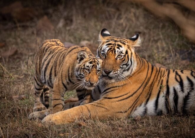 World Wildlife Day 2026