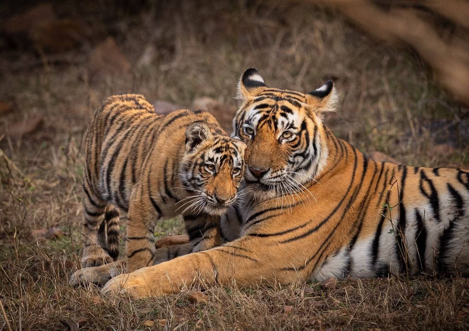 World Wildlife Day 2026