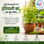 Neem Tree Benefits in Summer: Natural Cooling, Clean Air and Green Environment