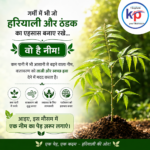 Neem Tree Benefits in Summer: Natural Cooling, Clean Air and Green Environment